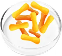 Illustration of Lactobacillus gasseri probiotic bacteria