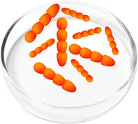 Illustration of Lactobacillus plantarum probiotic bacteria